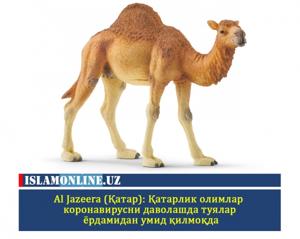 Al Jazeera (Қатар): Қатарлик олимлар коронавирусни даволашда туялар ёрдамидан умид қилмоқда
